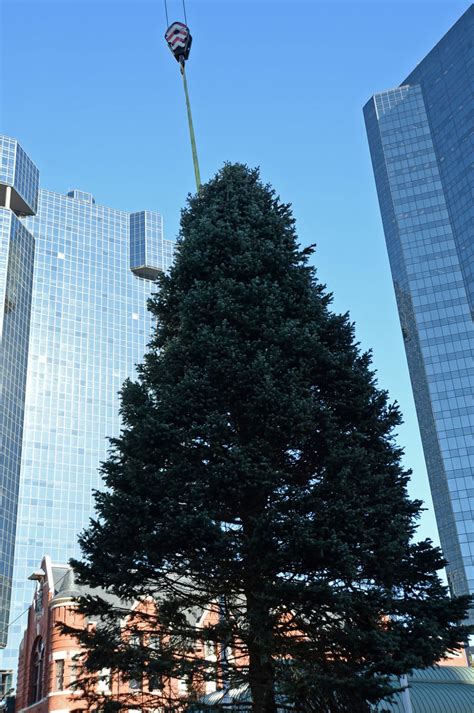 A tree arrives in Sundance Square, so it must be ... Christmastime? - Fort Worth Business Press