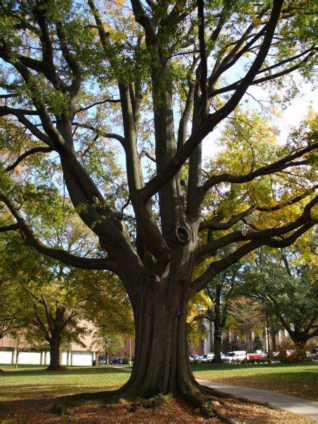 Atlanta tree canopy - Wikipedia