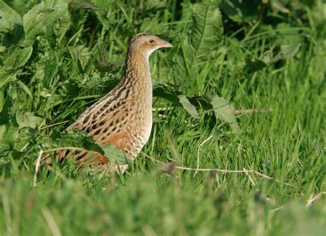 Corncrake,corncrake ireland,corncrakes in ireland,corncrake bird