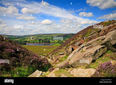 Heather on Penistone Hill Country Park and distant Lower Laithe Stock ...