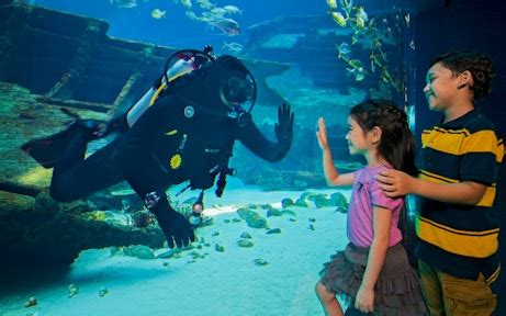 S.E.A Aquarium Opening Hours & Timings | Best Time To Visit