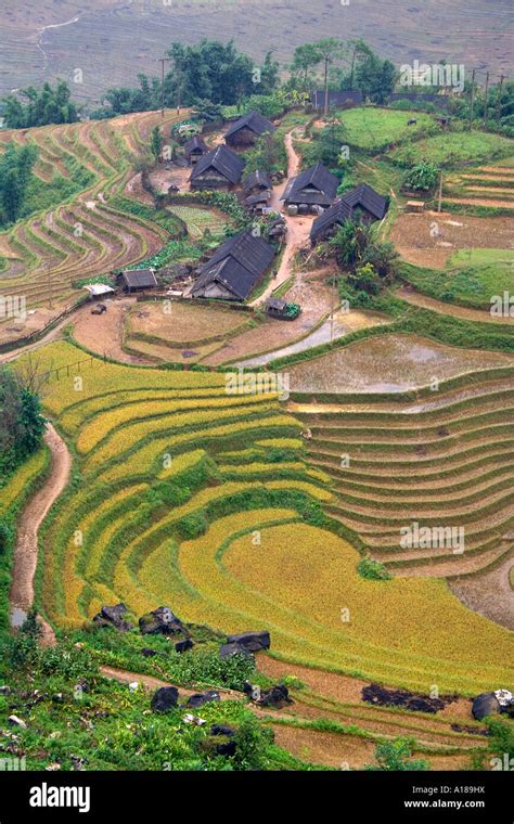 Terraced Rice Paddies Sapa Vietnam Stock Photo - Alamy