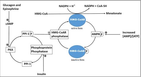 HMG-CoA reductase regulation with HMG-CoAR phosphatase and AMPK. cAMP ...