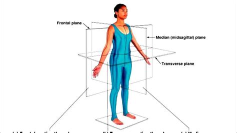 Transverse Plane