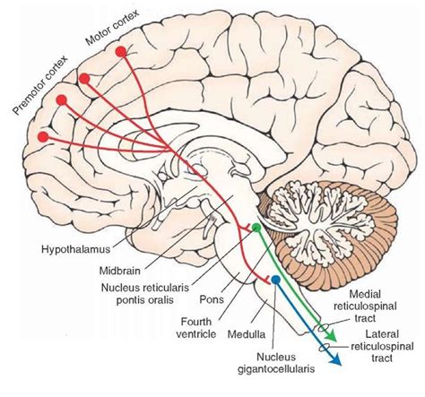 Reticular Formation