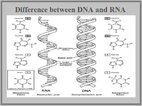 What is the difference between DNA and RNA