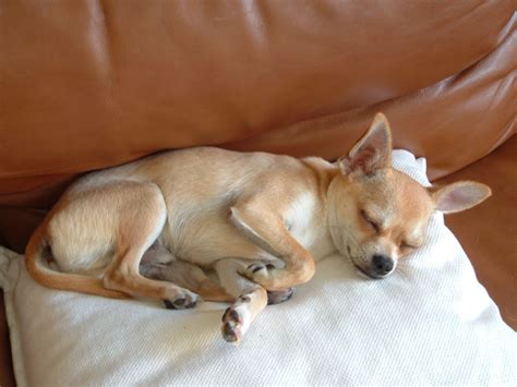 Zico sleeping on a pillow | Chihuahua, Chihuahua lover, Chihuahua love