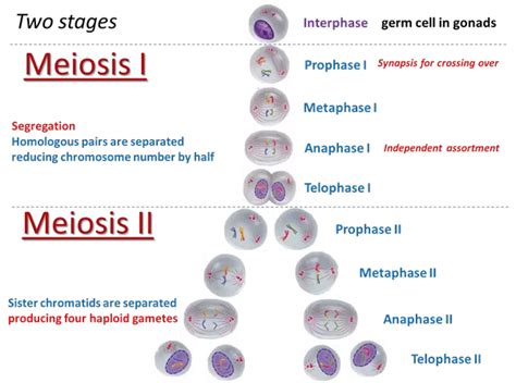 Fajarv: Prophase Diagram Meiosis