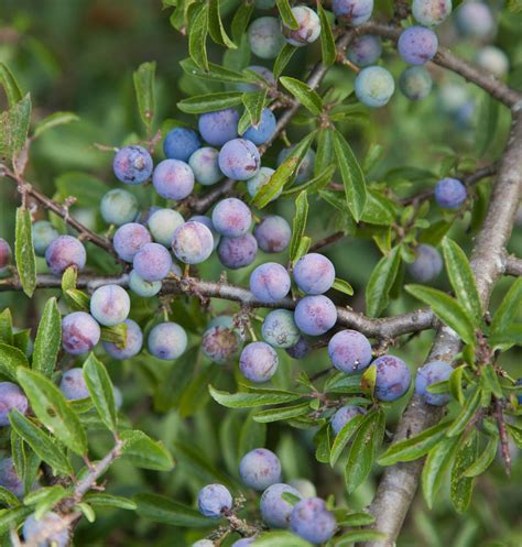 Sloe berry recipes from chefs that go beyond sloe gin cocktails | House & Garden