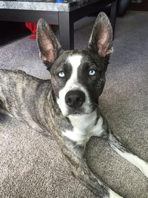 Jackson the Pitsky #dogpictures #dogs #aww #cuteanimals #dogsoftwitter ...