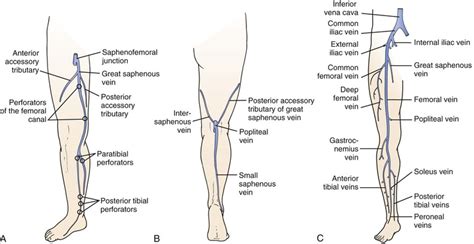 Venous Physiology | Thoracic Key