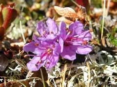 Rhododendron_lapponicum Lapland Rosebay PFAF Plant Database