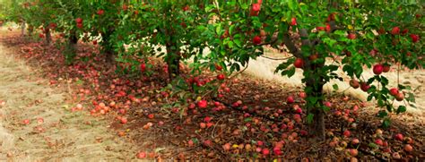 Best Apple Tree Fertilizers In 2023: Spikes, Liquid and More