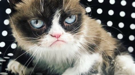 Internet Legend Grumpy Cat, AKA Tardar Sauce, Dead at 7