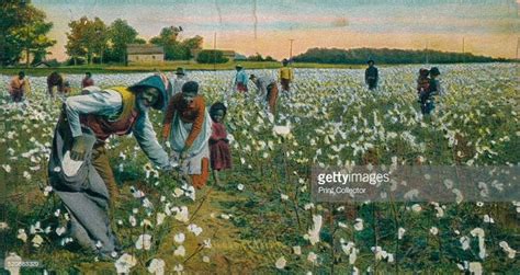 Cotton Picking, Augusta, Georgia, c1900. Cultivation of cotton using... | Photo, Antebellum ...