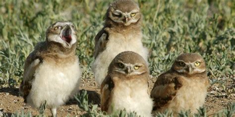 Western Burrowing Owl | Conservation Program