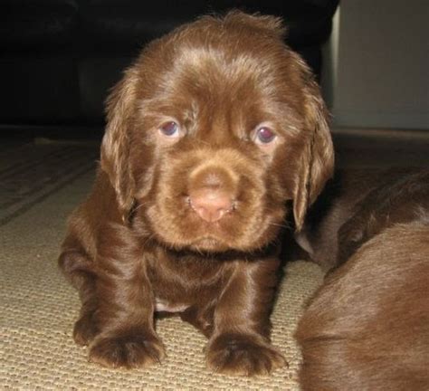 Sussex Spaniel Info, Temperament, Puppies, Pictures