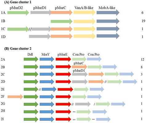 (A) Pseudomurein biosynthesis Gene Cluster 1. Genes are identified by ...