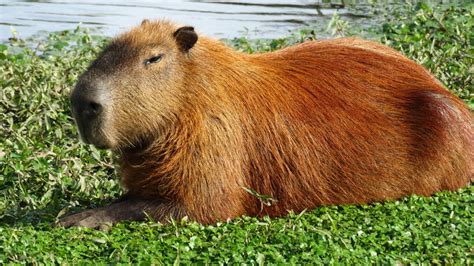 Just a capybara chillin at the park (Brazil) : capybara