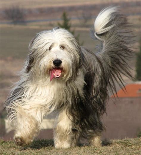 Herding dogs - List of all herding dog breeds - K9 Research Lab