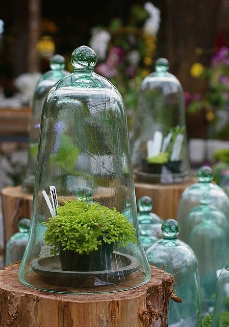 The Bell Jar | The bell jar, Garden cloche, Plants