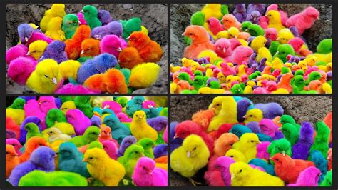 Menangkap ayam lucu, ayam warna warni, ayam rainbow, bebek, angsa, ikan hias, ikan cupang - YouTube