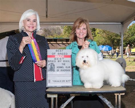 Coton De Tulear Puppies For Sale