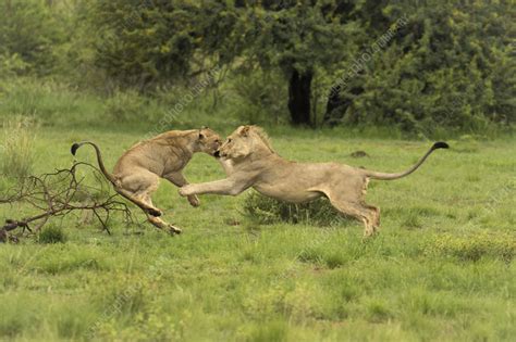 Two lions play-fighting - Stock Image - C055/3722 - Science Photo Library