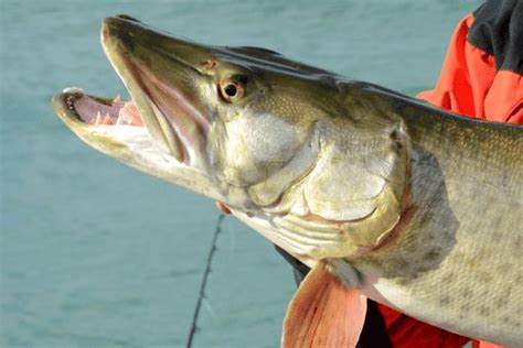 Muskie Teeth Facts & Handling Tips - Irvine Lake