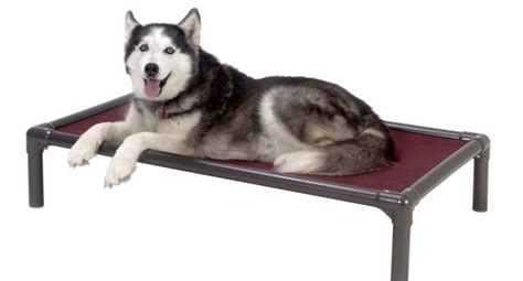 Top 6 Best Indestructible Dog Bed Brands [2018 Review Update]