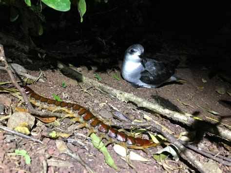 Yep, bird-eating centipedes exist - Australian Geographic