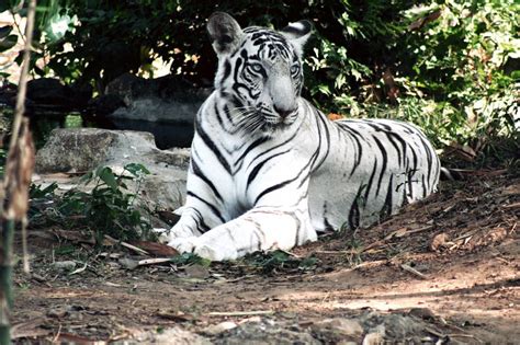 Get a Closer Look at the Myrtle Beach Safari Zoo