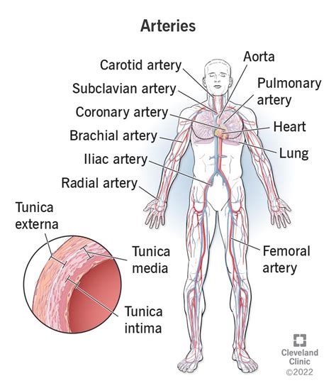 Arteries: What They Are, Anatomy & Function