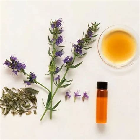 Hyssop Oil at Rs 6000/kg | Hyssop Oil in Ghaziabad | ID: 23067986888