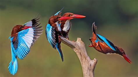 Malaysian Wildlife Photography: March 2015