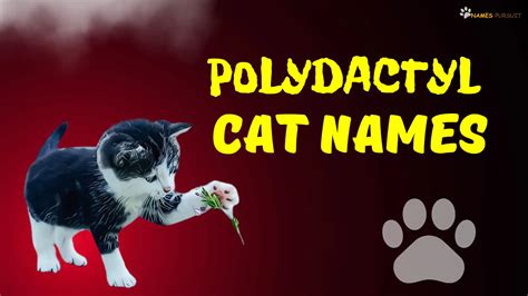 Polydactyl Cat Names [400+ Ideas For Your Extra-Toed Pet]