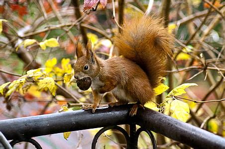 Royalty-Free photo: Red squirrel holding apple | PickPik