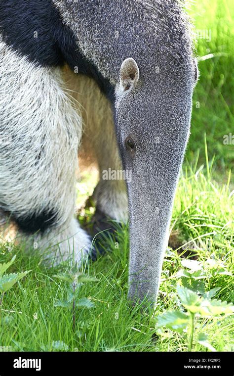 Giant Anteater looking for food in its habitat Stock Photo - Alamy