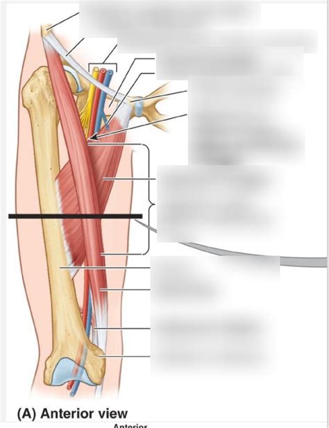 Adductor Canal Labeling Diagram | Quizlet