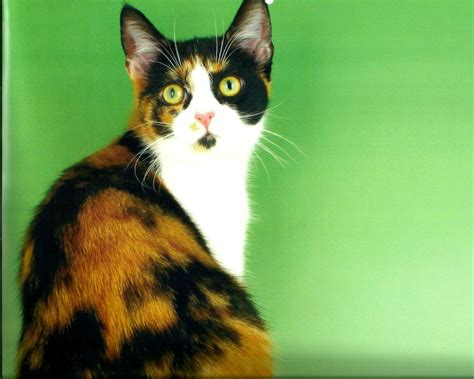 Calico Cats Wallpapers - Wallpaper Cave