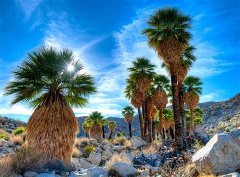 Top 13 Reasons to Visit Anza-Borrego Desert State Park - La Jolla Mom