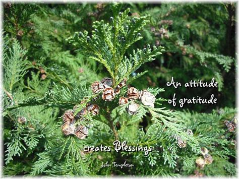 An attitude of gratitude creates blessings | John Templeton | Trina | Flickr