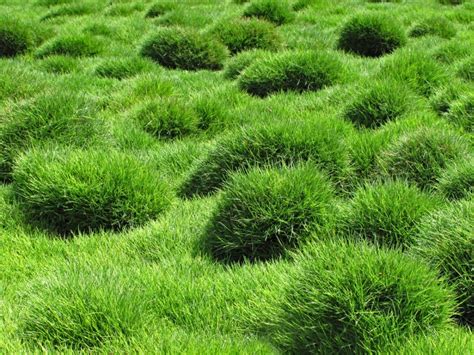 Zoysia Grass Plugs: Directions For Planting Zoysia Plugs - Gardening Know How