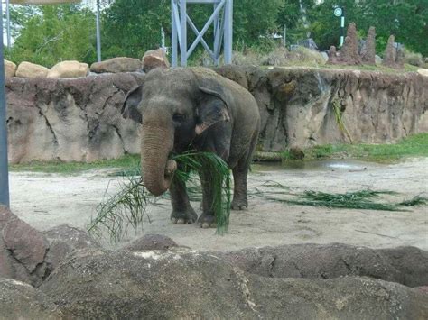 Busch Gardens | Animals, Busch gardens, Elephant