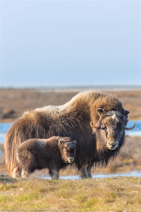 Muskox and baby - AlaskaPhotoGraphics