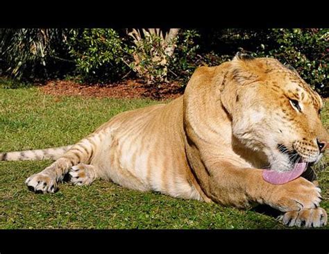 Renaissance Ecology: Video: Hercules the liger and other hybrid animals