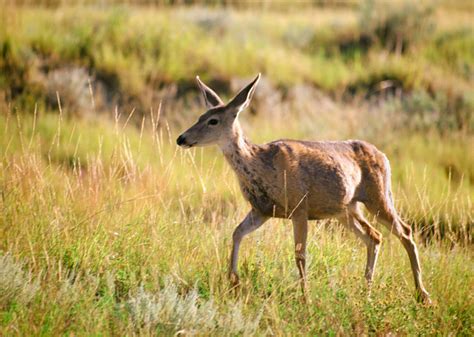 The Number of Registered Hunters in North Dakota | Stacker