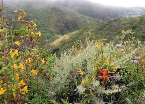 Valley View Trail – Friends of San Pedro Valley Park