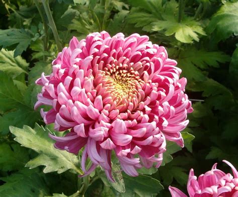 Download Beautiful Pink Chrysanthemums in Full Bloom Wallpaper | Wallpapers.com