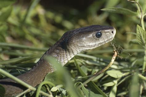 Black Mamba Most Deadliest Snake World - Snake Poin